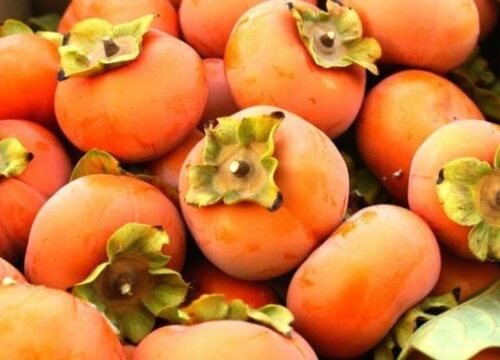 Rahasia Kulit Awet Muda? Kesemek Tingkatkan Produksi Kolagen! Tahun 2025 Info Terbaru