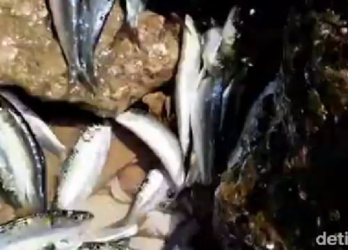 Rahasia Kelangsungan Hidup Ikan: Berapa Lama Mereka Tahan di Darat?