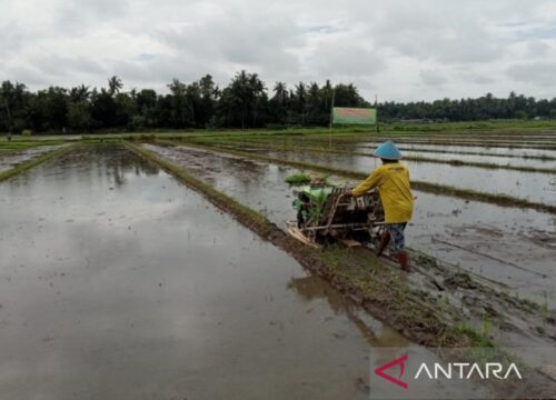Kemarau Basah Bantul: Berkah Tersembunyi Bagi Petani Lokal