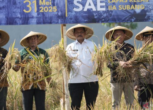 Sukses Panen Raya: Warga Binaan Lapas Subang Raih 12 Ton Padi