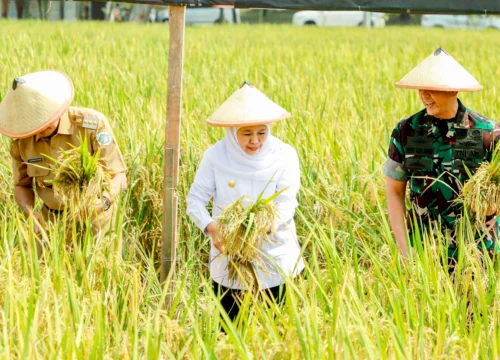 Sukses Ternak Integrasi TNI Lamongan: Gandakan Produksi Padi 8 Ton