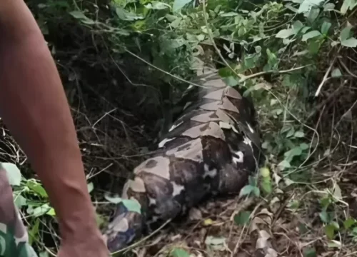 Tragedi Memilukan: Kakek Ditemukan Tewas dalam Perut Piton Raksasa 8 Meter