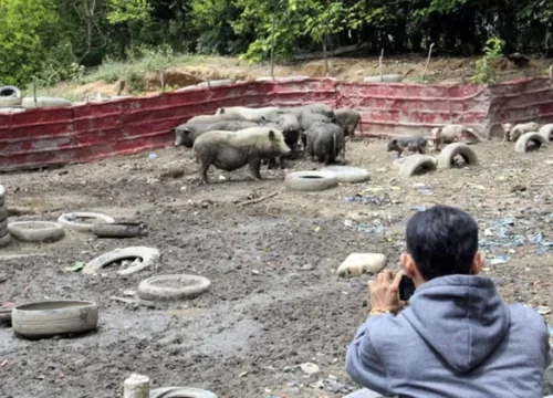 Bupati Jepara Tolak Izin Peternakan Babi, Berpedoman Pada Fatwa MUI