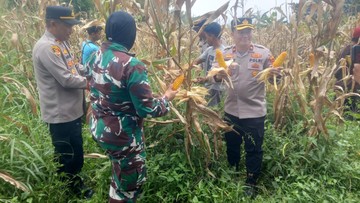 Panen Spektakuler! Polisi Bogor Hasilkan 10 Ton Jagung, Target 500 Ton untuk Bulog
